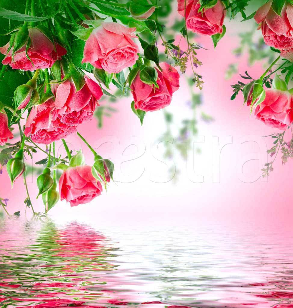 Фотообои Красные розы над водой