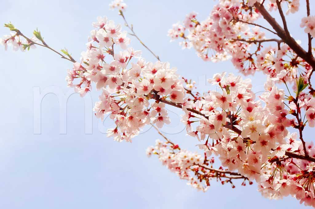 Фотообои Розовые цветки сакуры