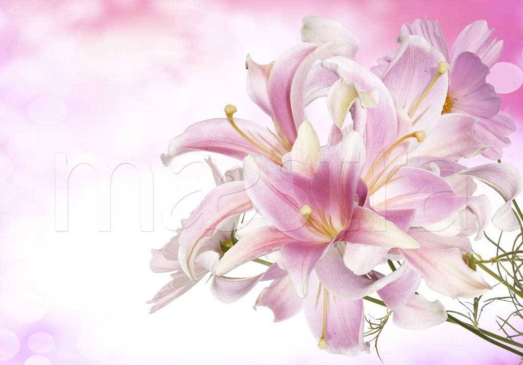 Фотообои Букет розовых лилий
